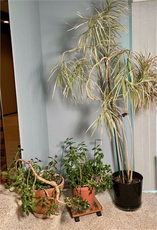 Group of Potted House Plants