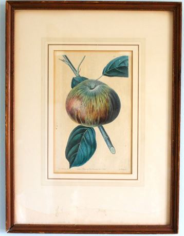 Botanical Hand Colored Engraving Apples of Great Britain Ca1828