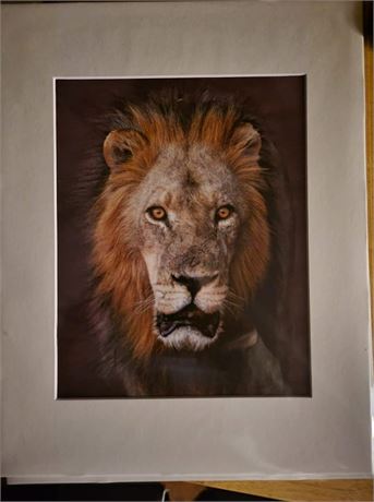 African Lion photo, matted + gift card