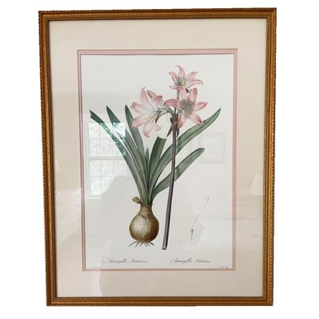 Amaryllis by Pierre-Joseph Redouté, Botanical Print