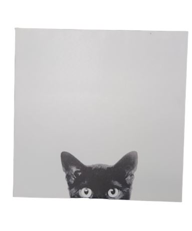 Black Cat on White Canvas