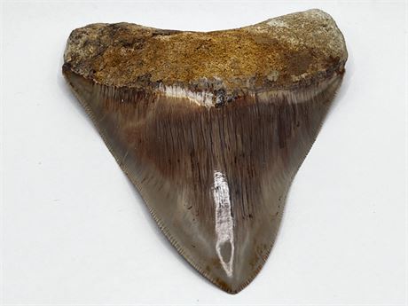 Large Ancient Megalodon Shark Tooth
