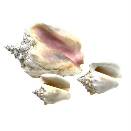 Pink Bahama Queen Conch Shell Collection