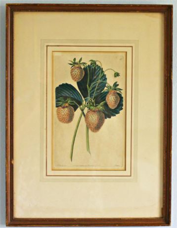 1828 Antique Botanical Hand Colored Engraving Strawberries