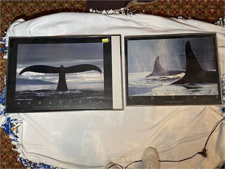Talbot's Photograph Prints Orca and Megapthera