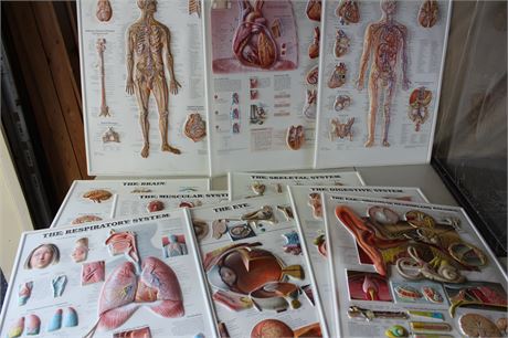 Pop 3D Anatomical Picture Illustration Charts