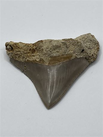 Genuine Ancient Megalodon Shark Tooth