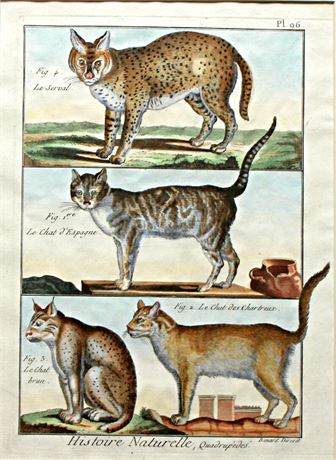 Antique Hand Colored Engraving 1798 George Cuvier Animal World Cats 2 Plates