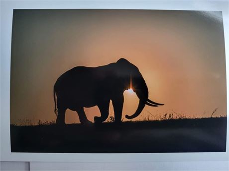 Elephant photo +gift card (award winner)