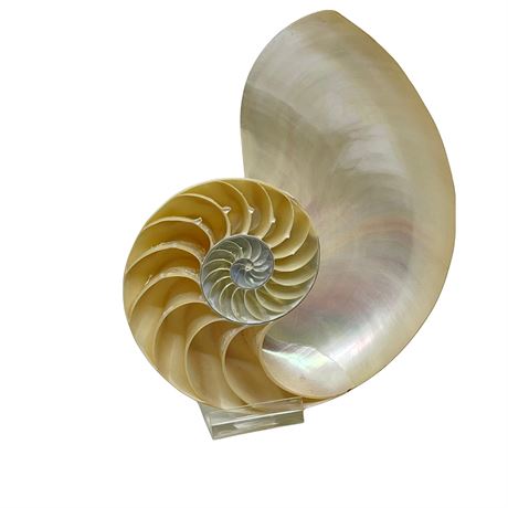 Chambered Nautilus Shell on Stand