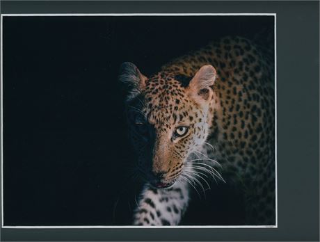 Going Home-Original Photo Leopard