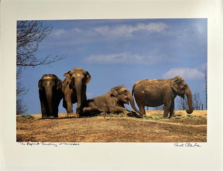 Elephant Sanctuary Photo-Limited edition signed 16x20 by Fred Clarke.