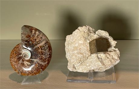 Polished Ammonite Fossil Shell and Natural Pyrite Cube